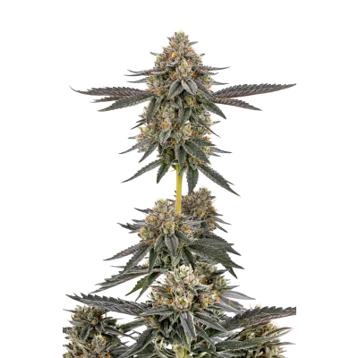 San fernando valley x the purps van Growers Choice