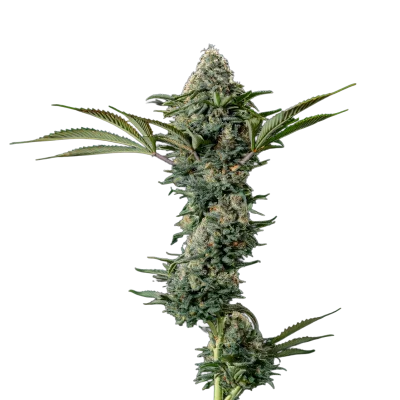 Crazy Roses Fast Version van Growers Choice