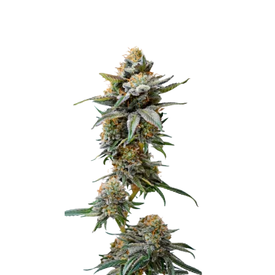 Double XL Watermelon Weddingcake van Growers Choice