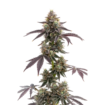 Blue forestberry van Growers Choice
