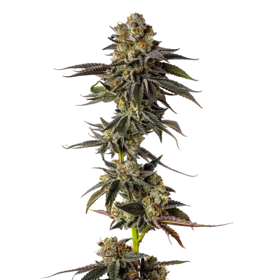 Toad Poison van Growers Choice