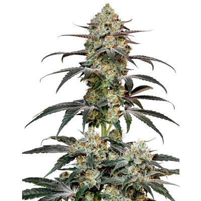 Double XL Banana Sherbet van Growers Choice