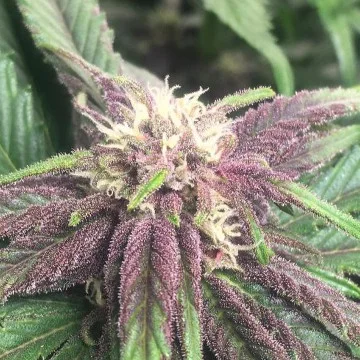 Purple Sunset van Growers Choice