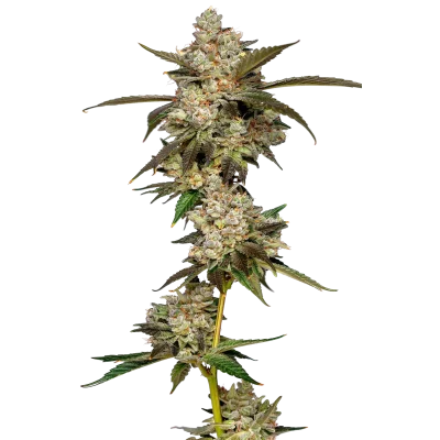 banana glue van Growers Choice