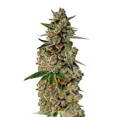 Monkey glue van Growers Choice