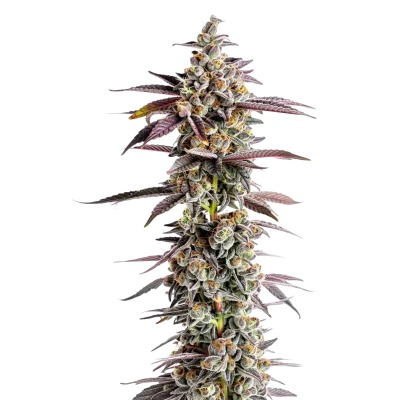Tangerine Sherbet van Growers Choice