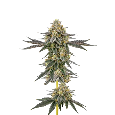 Double XL Weddingcake x Frosty Gelato van Growers Choice