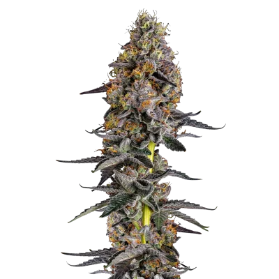 Cherry Zoap van Growers Choice