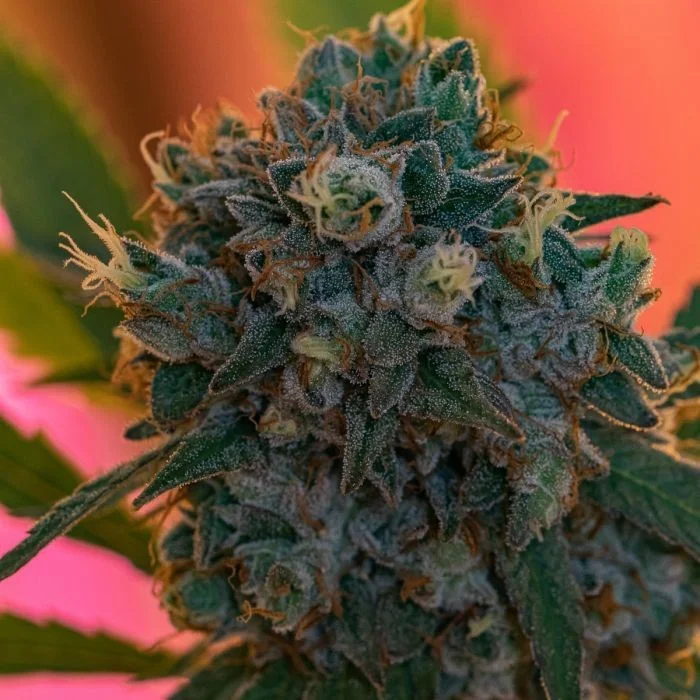 Naranja Biscotti Fast version van Growers Choice
