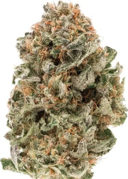 MAF Mighty Amstel Freezeland van Growers Choice
