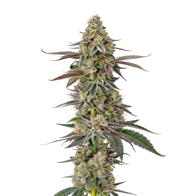 White Fire OG van Growers Choice