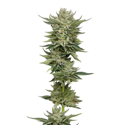 Bubblegum x Fat HOG van Growers Choice