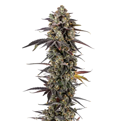 Pink Glitterbomb van Growers Choice