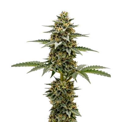 Lemon Zkittlez Limited Edition van Growers Choice