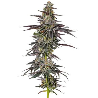 Frozen Cherry Runtz van Growers Choice