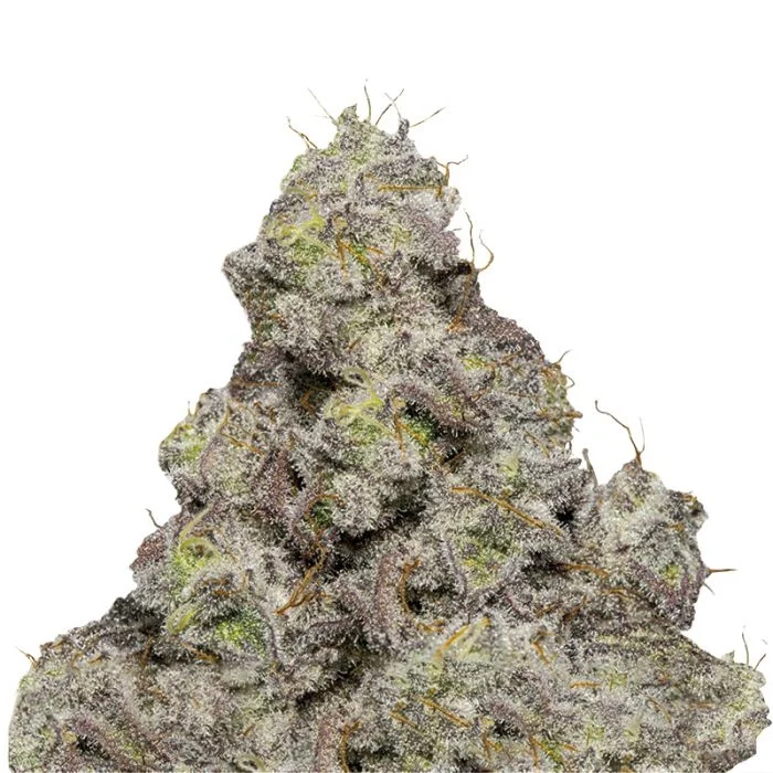 Blue Forest Berry van Growers Choice Seeds