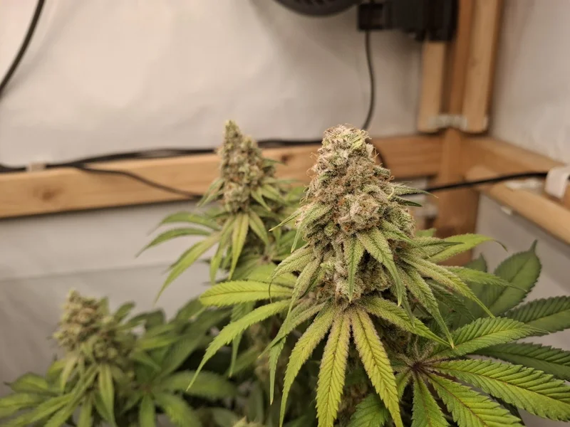 Double Donny Burger van Growers Choice Seeds