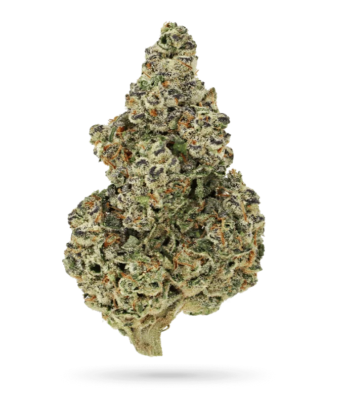 Crazy Roses FAST Version van Growers Choice Seeds