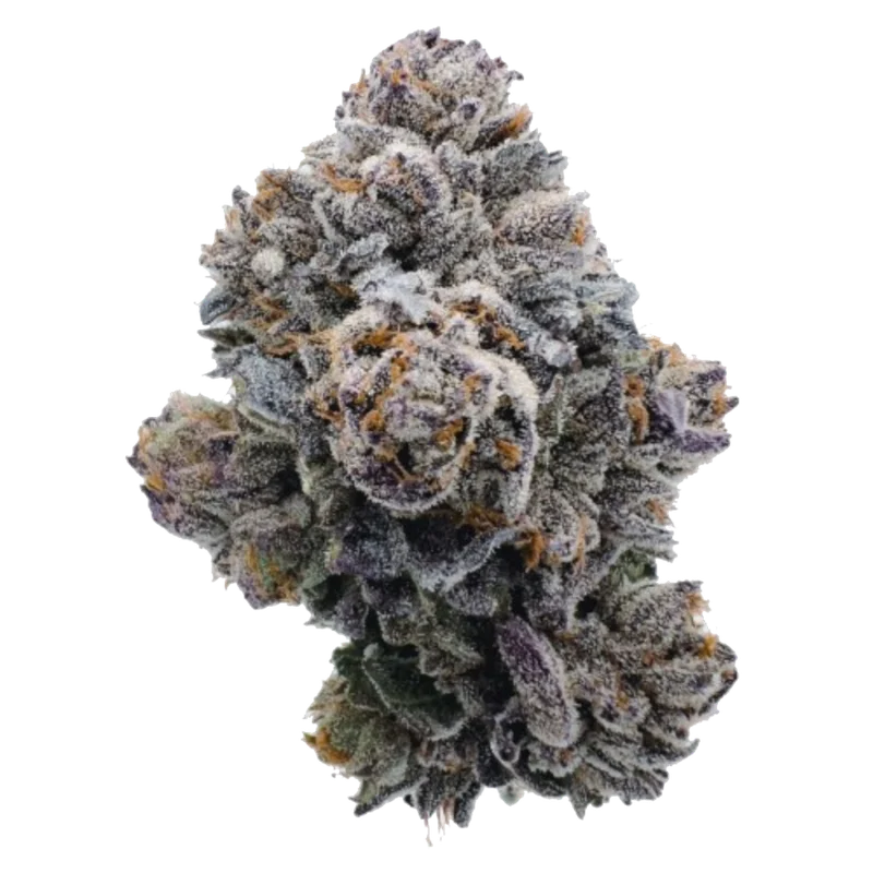 Pink Glitterbomb van Growers Choice Seeds
