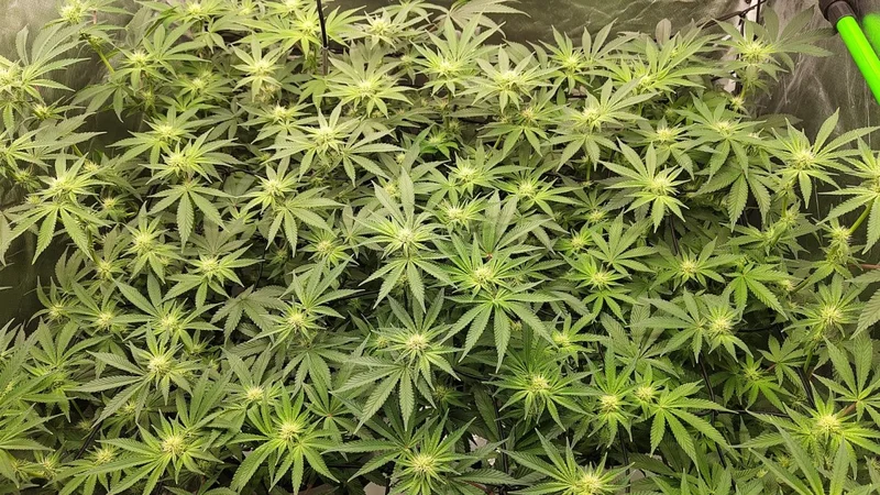 Limited Edition Mac 'N Cheese van Growers Choice Seeds