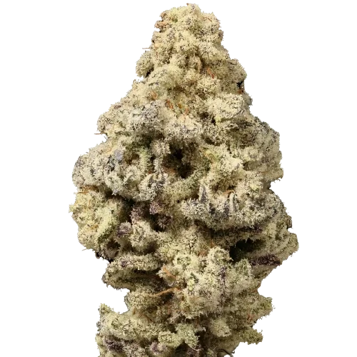 Limited Edition Mac 'N Cheese van Growers Choice Seeds