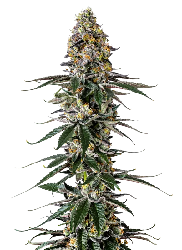 Milkshake Nerdz van Growers Choice Seeds
