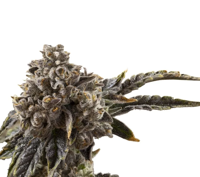 Chocolate Sherbet van Growers Choice Seeds