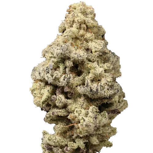 Limited Edition Mac 'N Cheese van Growers Choice Seeds