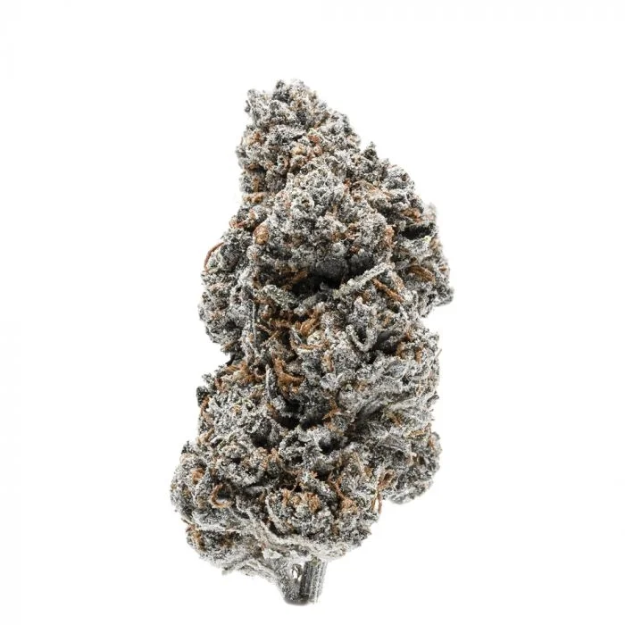 Tangerine Sherbet van Growers Choice Seeds