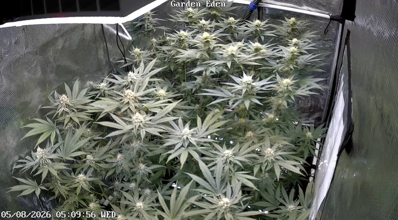 Purple Sunset van Growers Choice Seeds