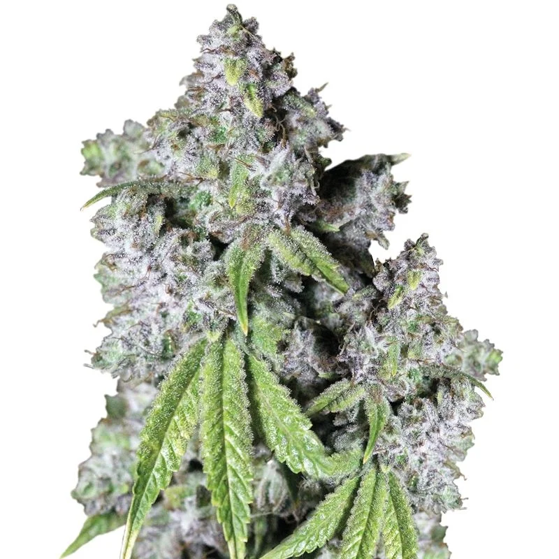 Charlottes Dream CBD van Growers Choice Seeds