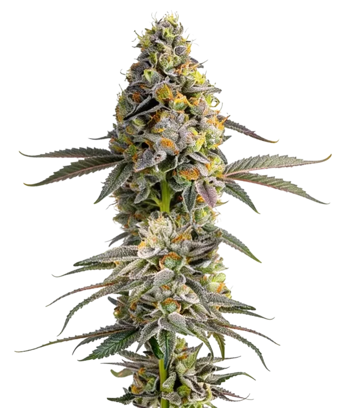 Zkittlez van Growers Choice Seeds