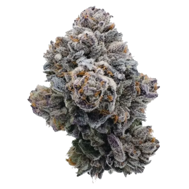 Pink Glitterbomb van Growers Choice Seeds