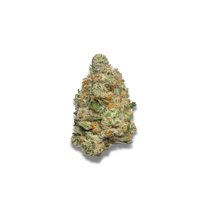 Apple Fritter van Growers Choice Seeds