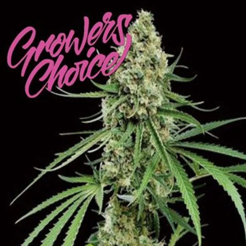 Critical + van Growers Choice Seeds