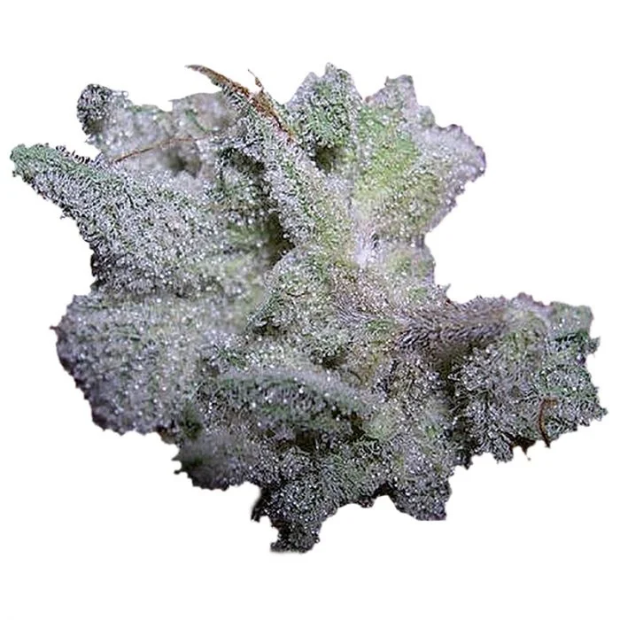 Brain Damage van Growers Choice Seeds
