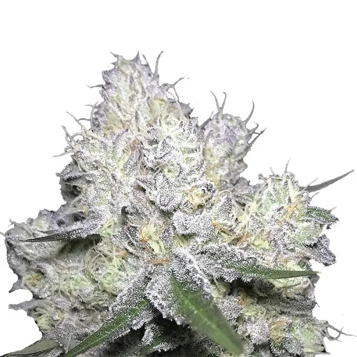 Weddingcake x Frosty Gelato van Growers Choice Seeds