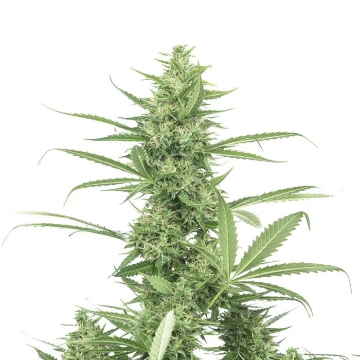 The real Amnesia van Growers Choice Seeds