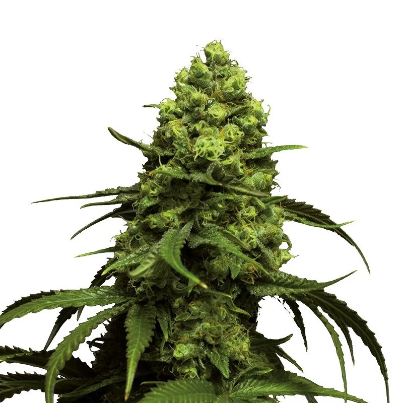 Monsterbud van Growers Choice Seeds