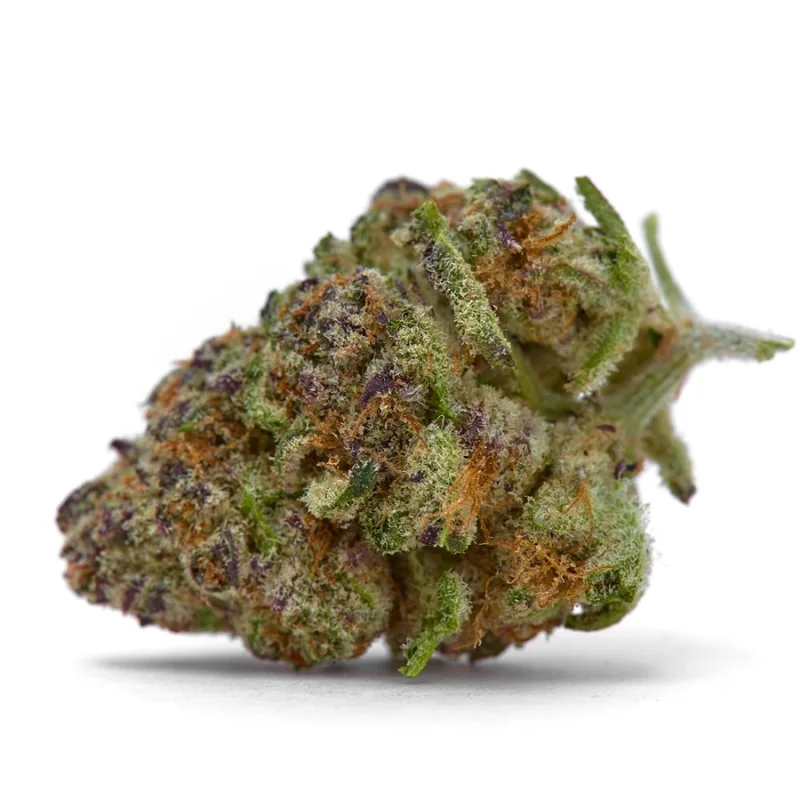Purple Sunset van Growers Choice Seeds