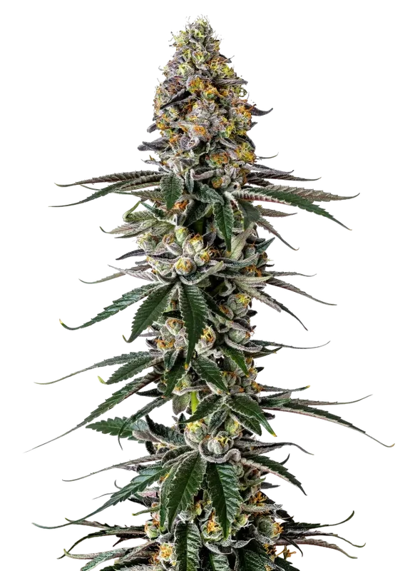 Milkshake Nerdz van Growers Choice Seeds