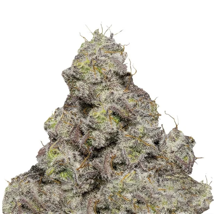 Blue Forest Berry van Growers Choice Seeds