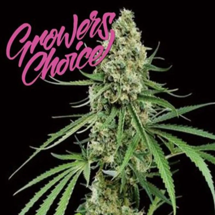 Critical + van Growers Choice Seeds