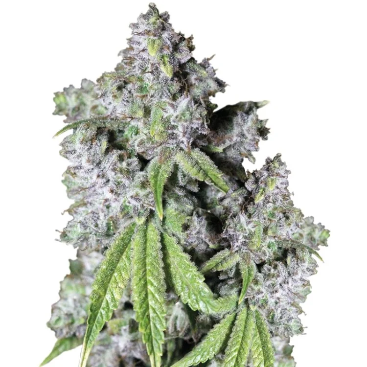Charlottes Dream CBD van Growers Choice Seeds
