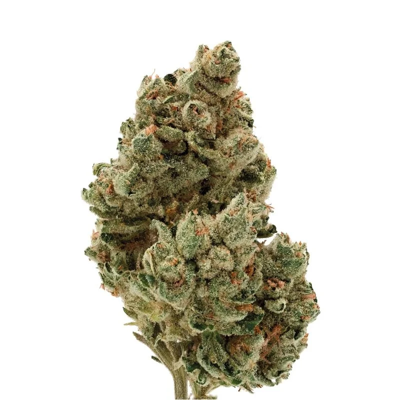 Frosty Gelato van Growers Choice Seeds