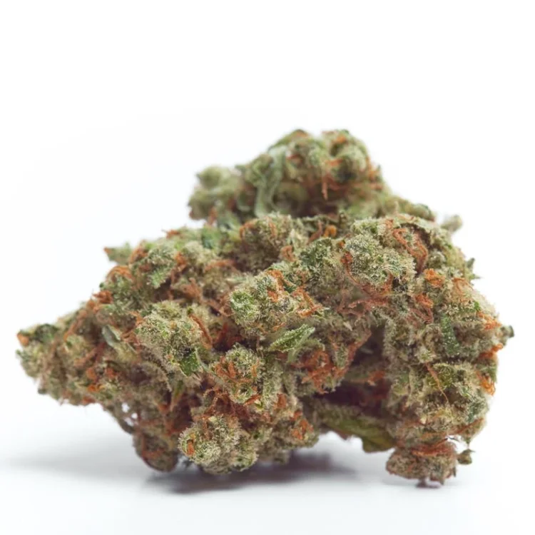 Gorilla Cookies van Growers Choice Seeds