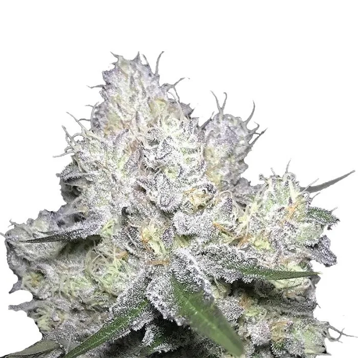 Weddingcake x Frosty Gelato van Growers Choice Seeds