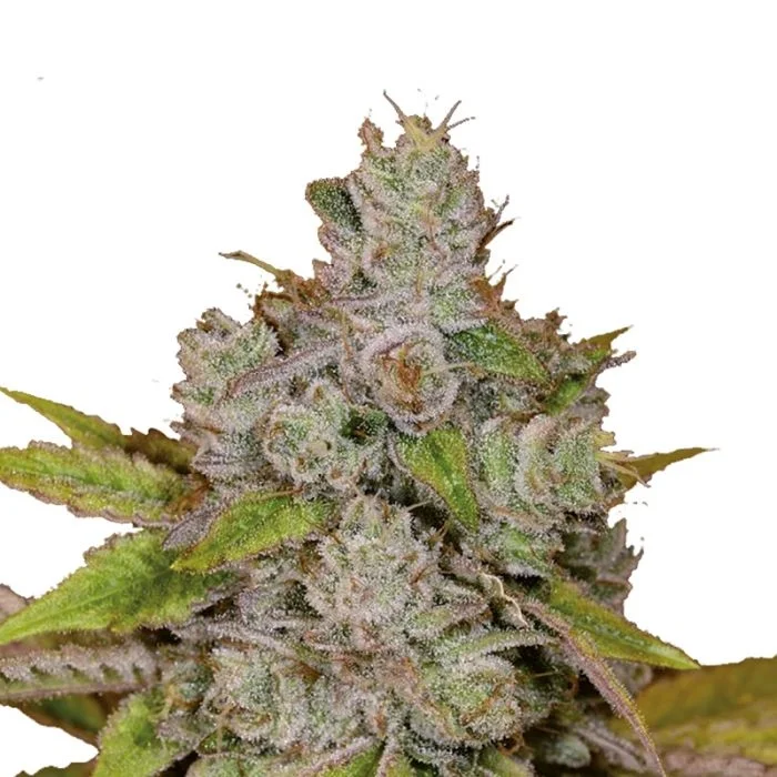 Monkey Glue van Growers Choice Seeds