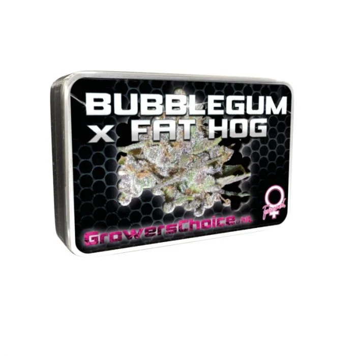 Bubblegum x Fat Hog van Growers Choice Seeds