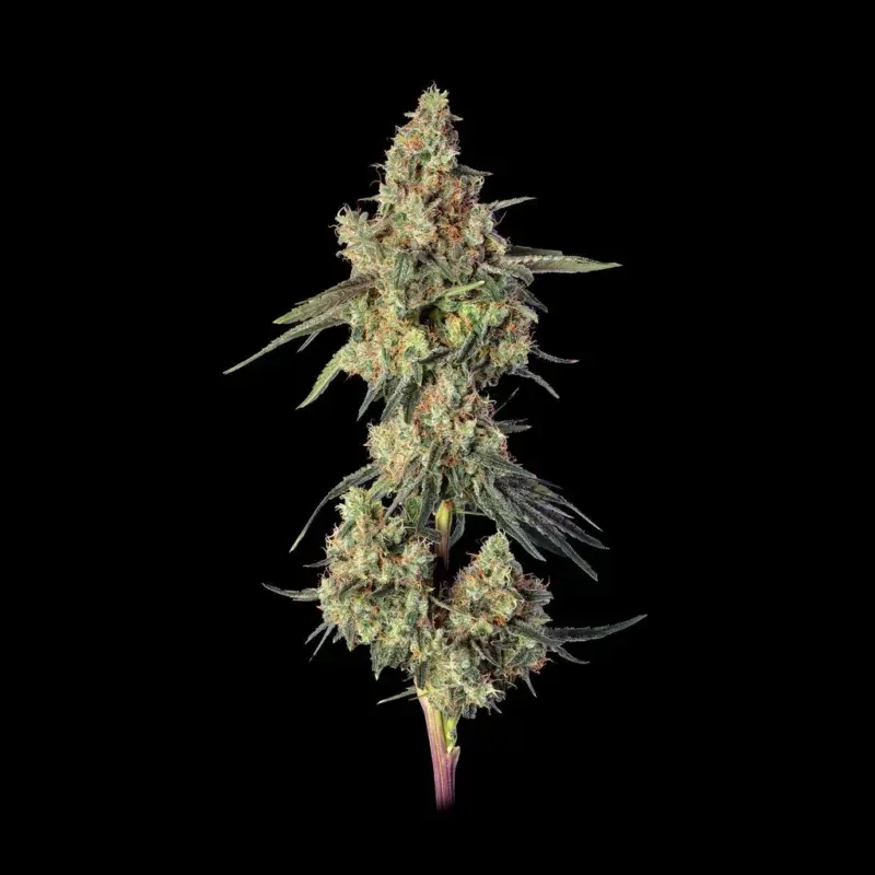 Lemdawg van Happy Valley Genetics